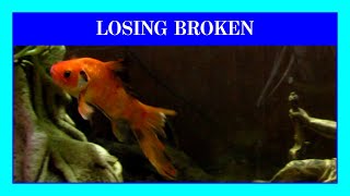 Broken's Story Ends. The Sad End of a Very Deformed Comet Goldfish.