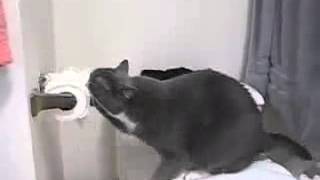 Demon cat destroys toilet paper