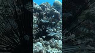 Sea Urchin Underwater #protectmarinelife #SoloHorizon #seaurchins