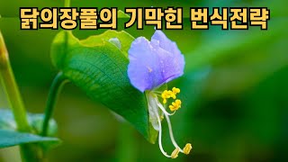 닭의장풀의 기막힌 번식전략