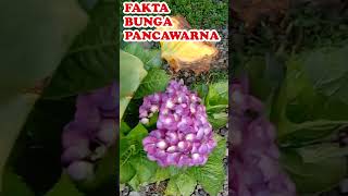 Fakta Bunga Pancawarna