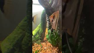 Angelfish eating tiny white eggs in aquarium