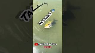 Tambaqui 🐟  #fish #fishing #fishingvideo #fishvideo #tambaqui #shorts