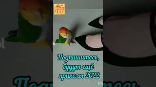 #Shorts I can do that too, just for laughs, я тоже так могу, приколы 2022