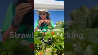 Strawberry Picking 🍓✨ #vlog #strawberry#strawberryfieldsforever#strawberrypicking