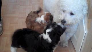 Big Scary Monsters Part 2  - Cute Bichon Havanese Puppies