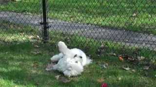 Silly Bichon Frise rolling in the grass