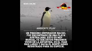 #AmbientePlay🌍 ▶️ Un pingüino emperador macho fue encontrado en una playa australiana.