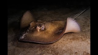 Scuba Diving in Utila. UDC