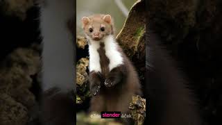 European Pine Marten Croatias National Animal