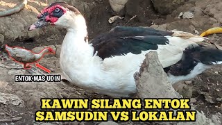 EXPERIMEN || ENTOK LOKAL VS ENTOK SI UDIN