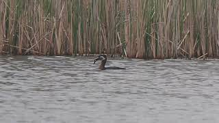 Der Rothalstaucher hat einen Frosch erbeutet _ #Vogelbeobachtung