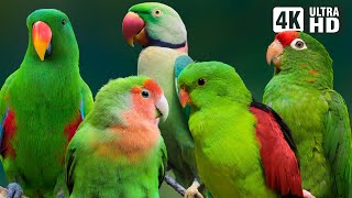 The Most Beautiful Green Parrots | Colorful Birds & Relaxing Nature Sounds | Beautiful Bird Sounds