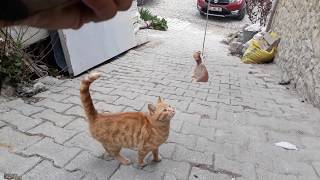 KEDİMLE EĞLENCELİ ANLAR #VLOG