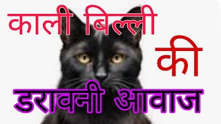 बिल्ली की डरावनी आवाज सबसे खतरनाक|| BILLI KI DARAVANI AWAAZ SABSE KHATARNAK ||☠️☠️