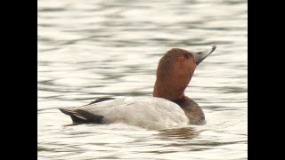 Kuhteich Röcknitz: Braune Augen, rote Augen, gelbe Augen, eine Farbenfreude. _ #Vogelbeobachtung