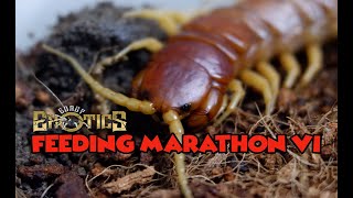 Feeding Marathon VI - Centipedes #GorbyExoticsVlog41