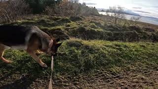 German shepherd on walk. Eros på tur. 13.10.2024. still you tubes most boring video part 1