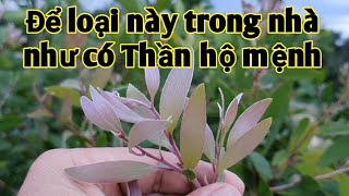 Có loại này trong nhà như có Thần hộ mệnh, trị Đau nhức xương khớp, viêm mũi dị ứng, viêm da dị ứng.