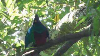 The quetzal, guatemalan national Bird, birdwatching with ASOTUR, Santiago Atitlán,