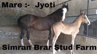 Marwari Mare Jyoti And New Born Filly