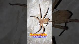 HUNTSMAN SPIDER CARRYING HER EGG #shorts #huntsmanspider