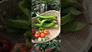 Harvest Tomato || Panen Tomat Mawar