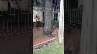 Onça Parda / Puma Concolor  - Zoológico Municipal de Piracicaba - Paraíso da Criança. (Mar/2023)