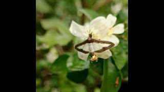 Cucumber Moth moving the tuft of "hairs" to spread their pheromones. #macro #nature