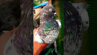 Kabootar ki videos 🔥💯#kabootar #pigeon #birds #pets #shorts #kabootarbazi #birdspecies #shortsfeeds