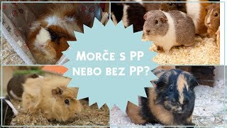 Morčátko s PP nebo bez PP #3 🐹