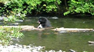 Black bear fishing in Quinsam River September '09