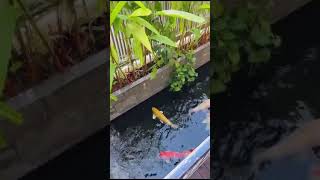 Pemandangan Ikan Koi yang sangat indah