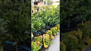 Plant shopping at home depot garden center in february #garden