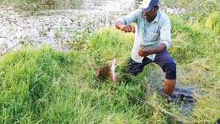 Hook Fishing 🎣 in Fisher Man Catching Big Fish Hunting Best Village Fishing