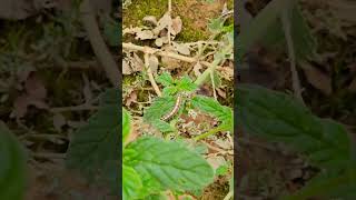 Mi niño buscando #palomitas (#polillas) y #orugas entre la #vegetación.