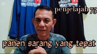 rahasia cepat panen sarang walet yang tepat dan aman