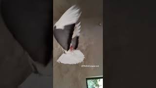 portar pigeon flying/ ভল কবুতর উড়ছে।🕊️💕