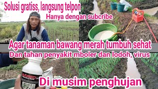 tutorial tamam bawang merah, agar bawang merah tumbuh sehat kokoh tahan penyakit mboler dan virus