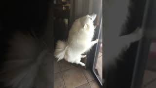 American Eskimo Dog being cute