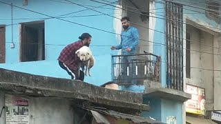 chaat pe phase hue dog ka rescue