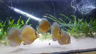 Green Tefe wild discus