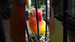 Lovebird ini masih mau ngekek