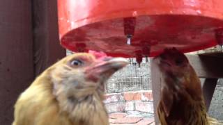 Thirsty Chickens Drinking From Water Nipples - 5 Gallon Bucket