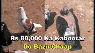 Do bazu Chaap kabootar Rs 80,000 ka kabootar Rare Breed...