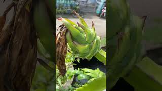 Stages of my last dragon fruit for this season #subscribe #youtubeshorts #dragonfruit #garden