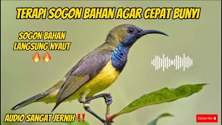 TERAPI SOGON BAHAN AGAR CEPAT BUNYI🔥🔥#sogontrotol #sogon #sogonbahan