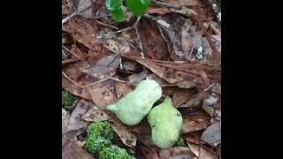 Ripe Pawpaws In Florida