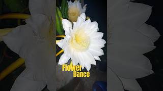 Dragon Flower Dancing in the Wind #flower #dance #shorts #nature #dancingdragon