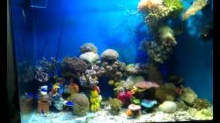 Fish, Anemone and Coral Tank